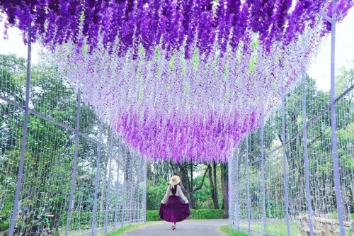 張淨媚會員作品